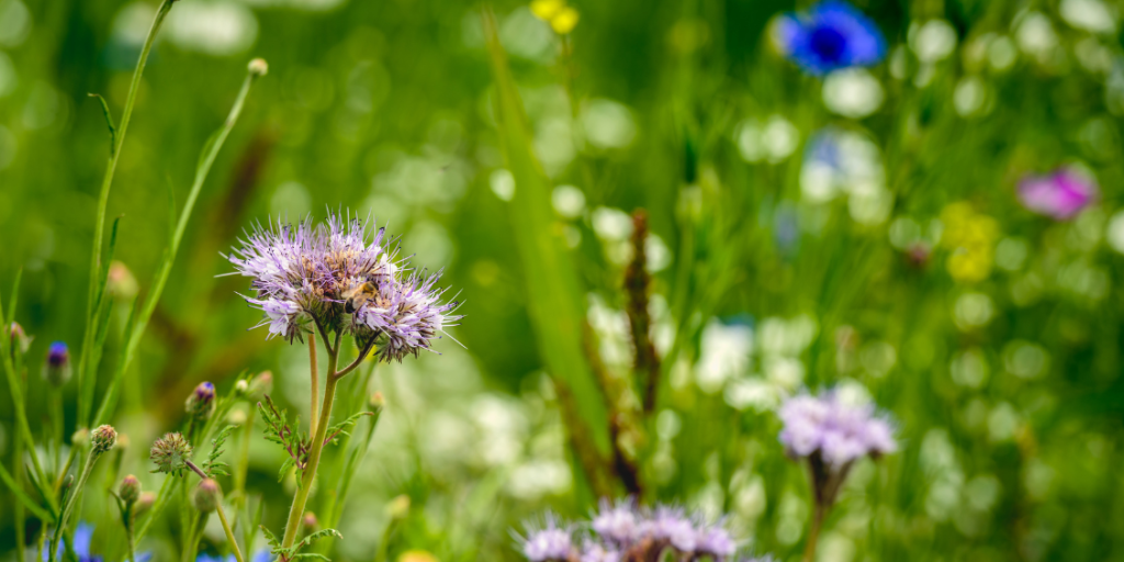 Flowers in a green, grassy field