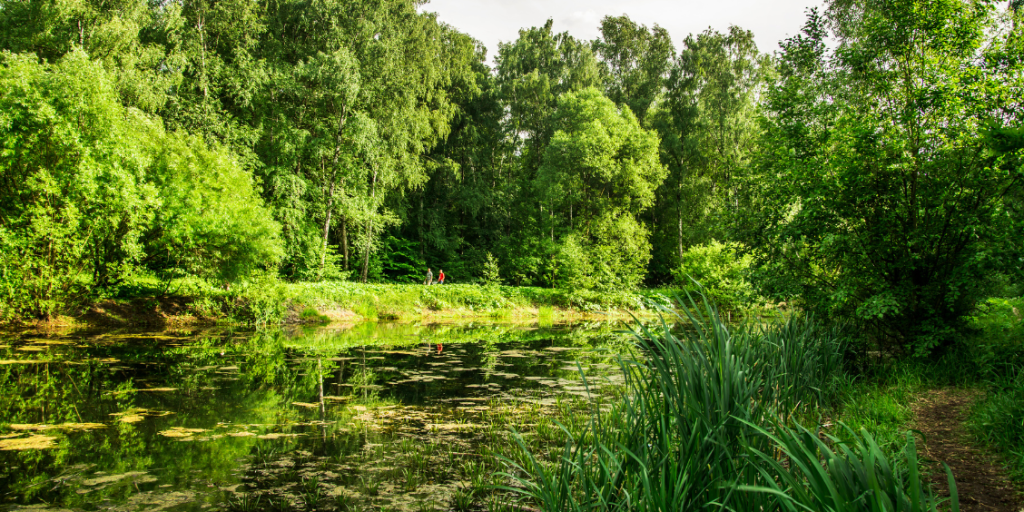 Pond surrounded by trees and vegetation.